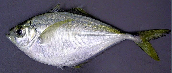 Chloroscombrus chrysurus_04